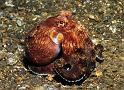 41 Coconut Octopus